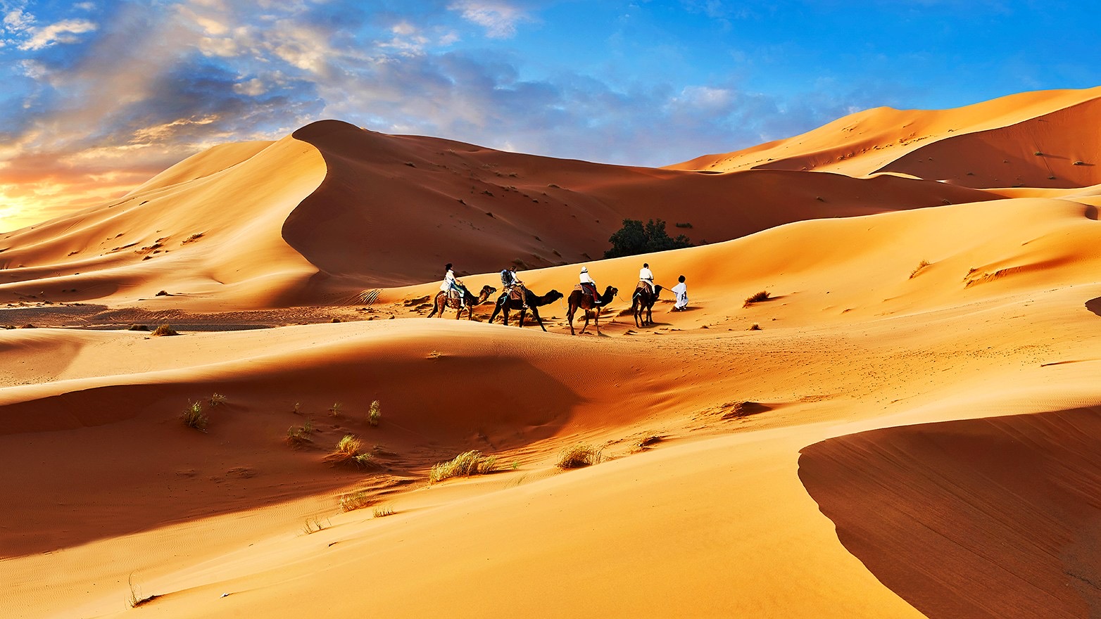 A camel caravan crossing golden Sahara dunes at dusk in Morocco