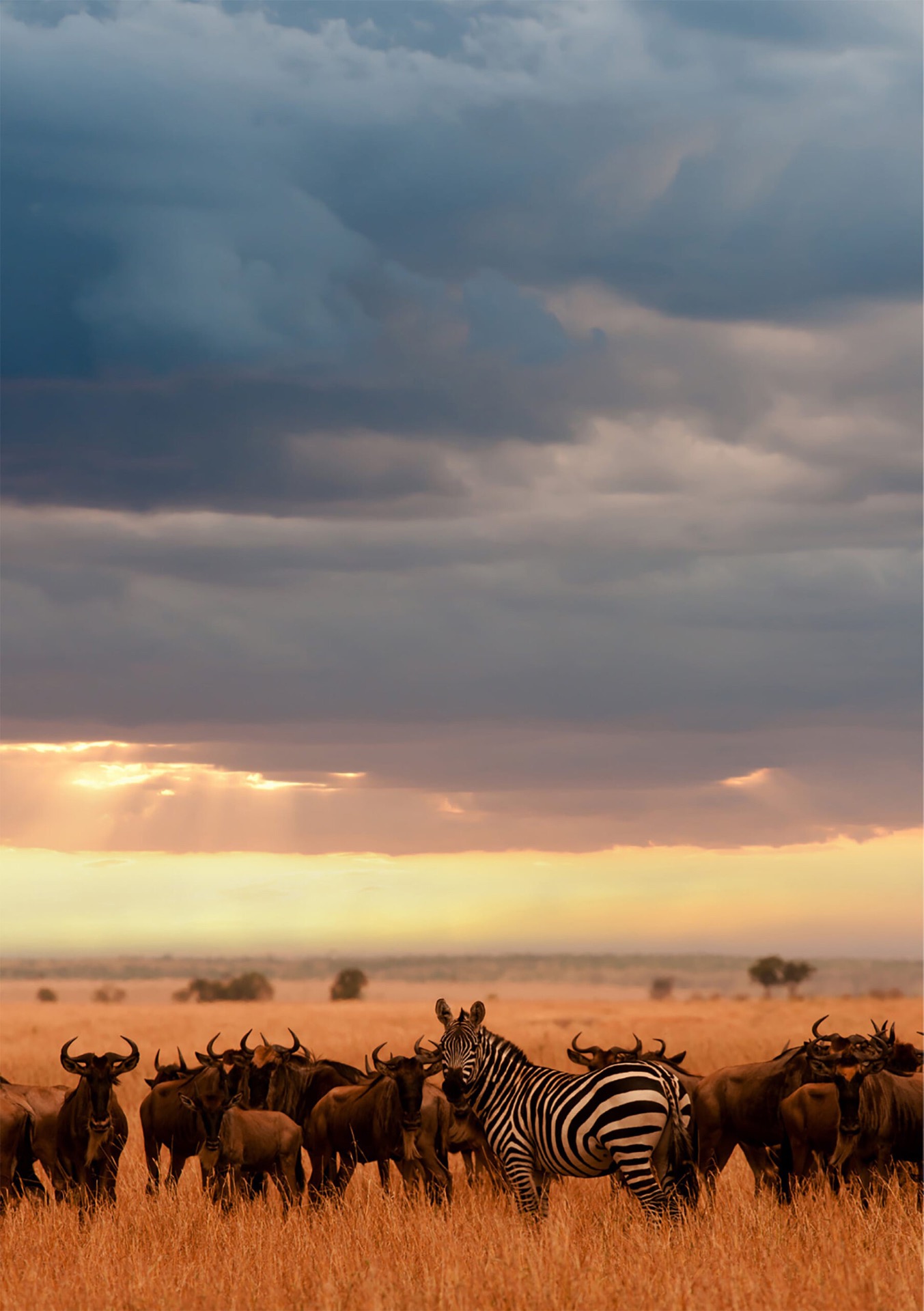A zebra standing among wildebeest under a stormy golden sky on the savanna